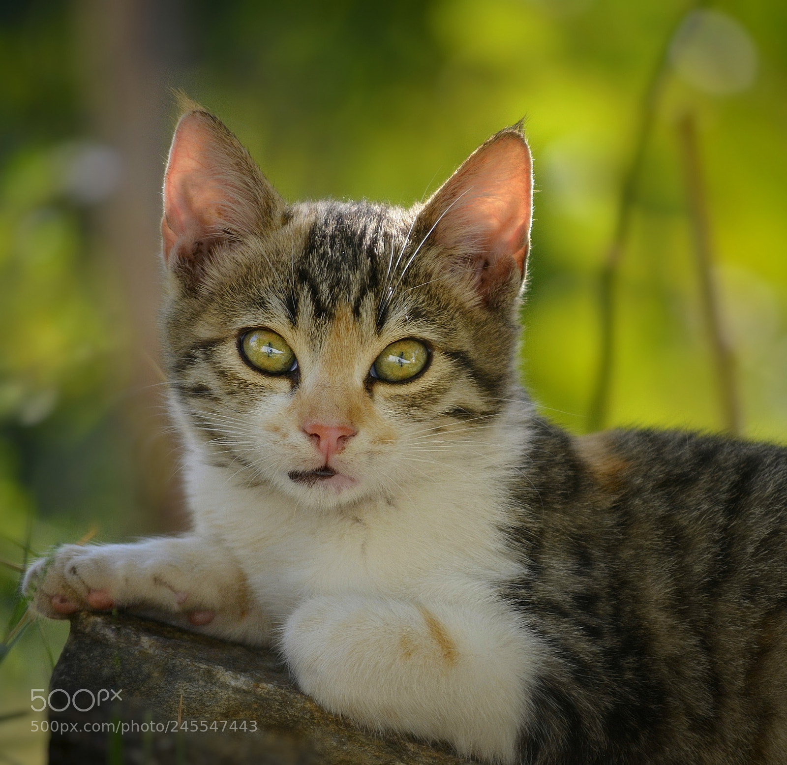 Nikon D5100 sample photo. Cat photography