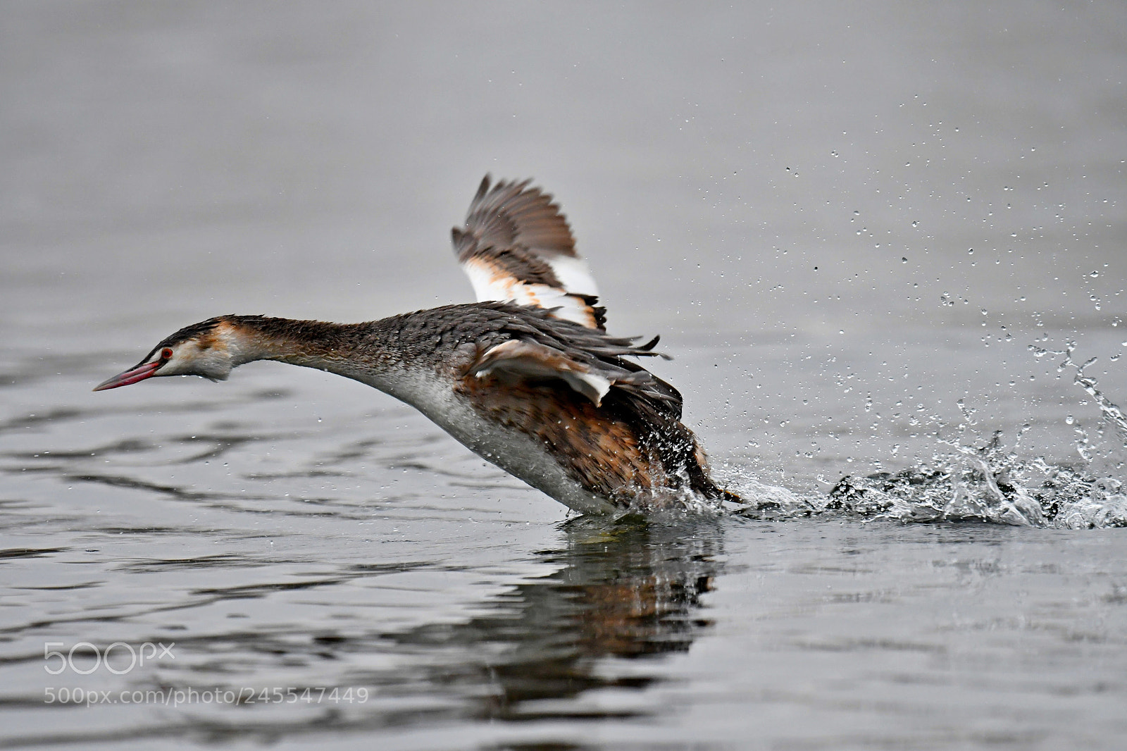 Nikon D500 sample photo. Great crested grebe photography
