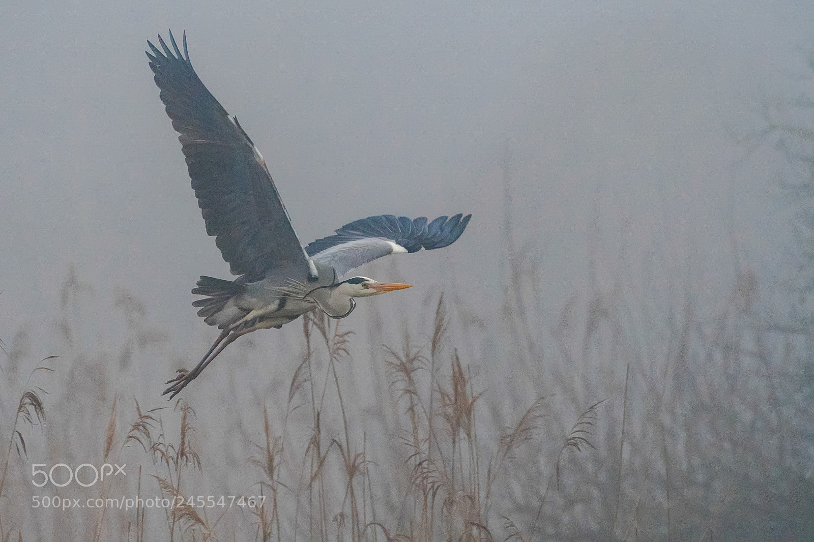 Nikon D500 sample photo. Flight in the fog photography