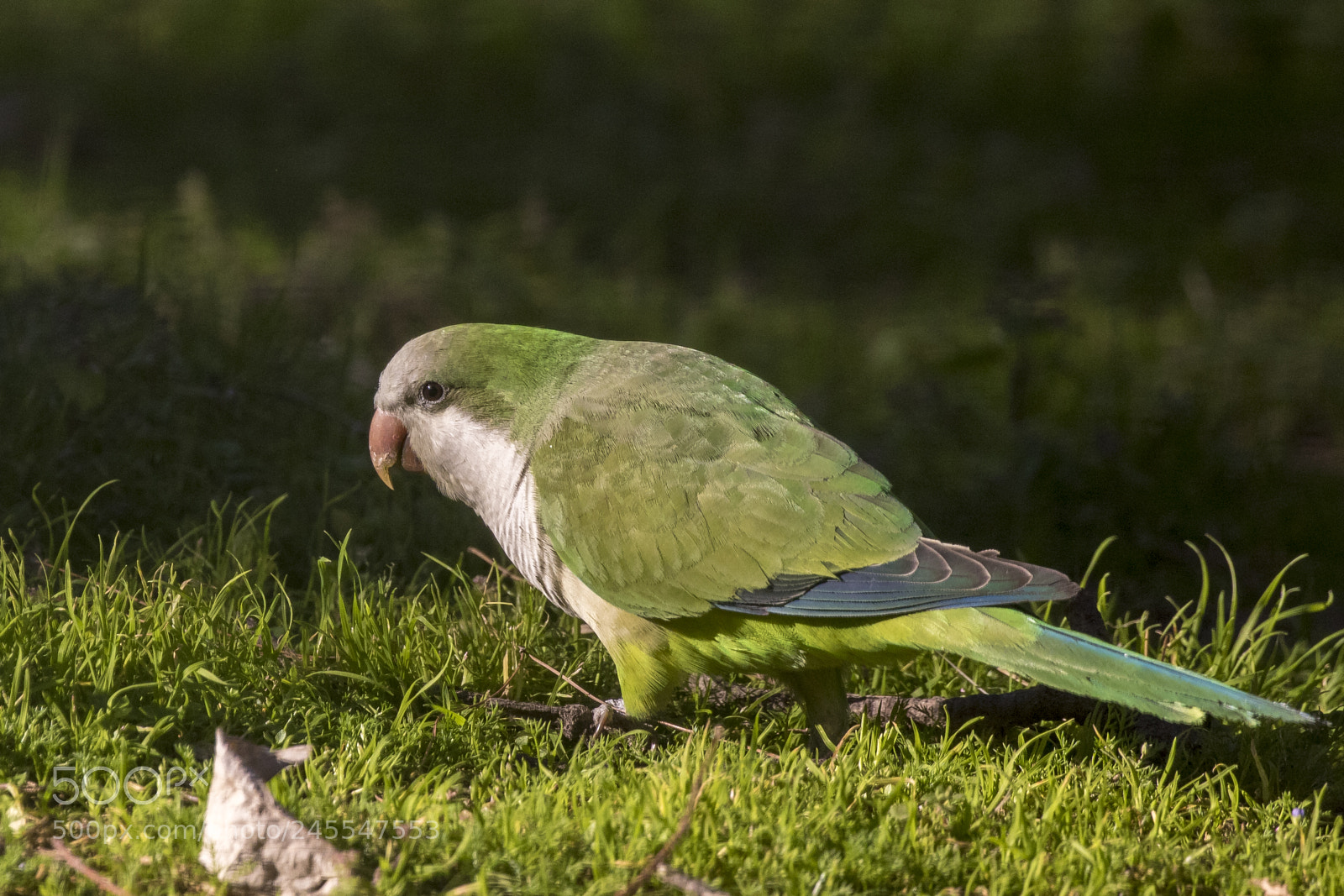 Canon EOS 7D Mark II sample photo. Walking photography