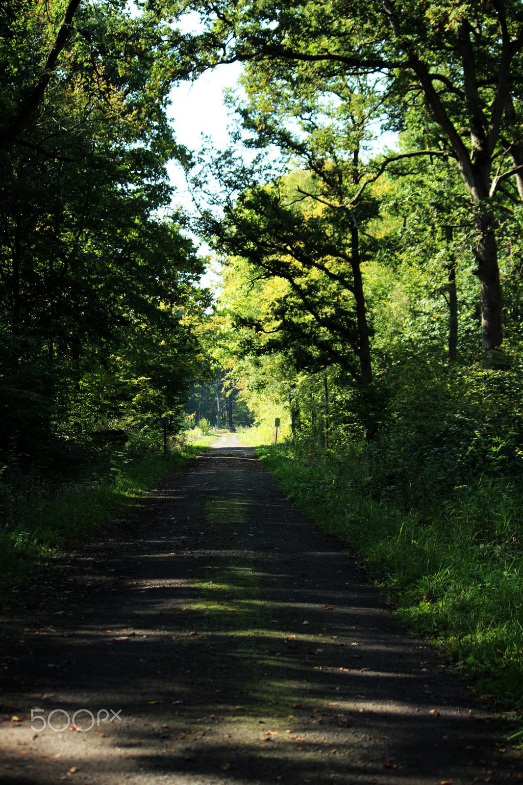 Canon EF-S 55-250mm F4-5.6 IS sample photo. Le chemin photography