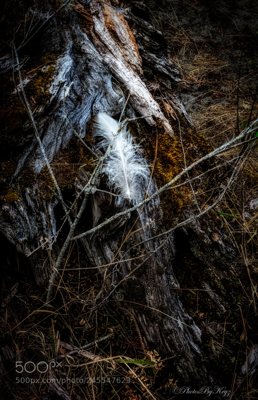 Canon EOS 5DS sample photo. Featherd log photography