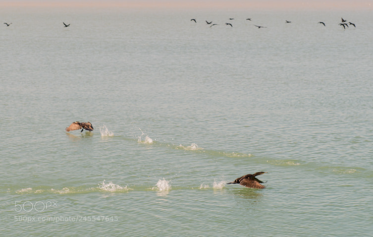 Nikon D610 sample photo. Cormorani photography