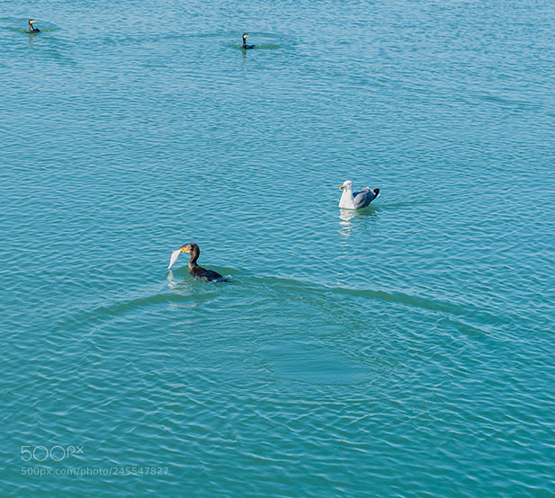 Nikon D610 sample photo. Cormangia photography
