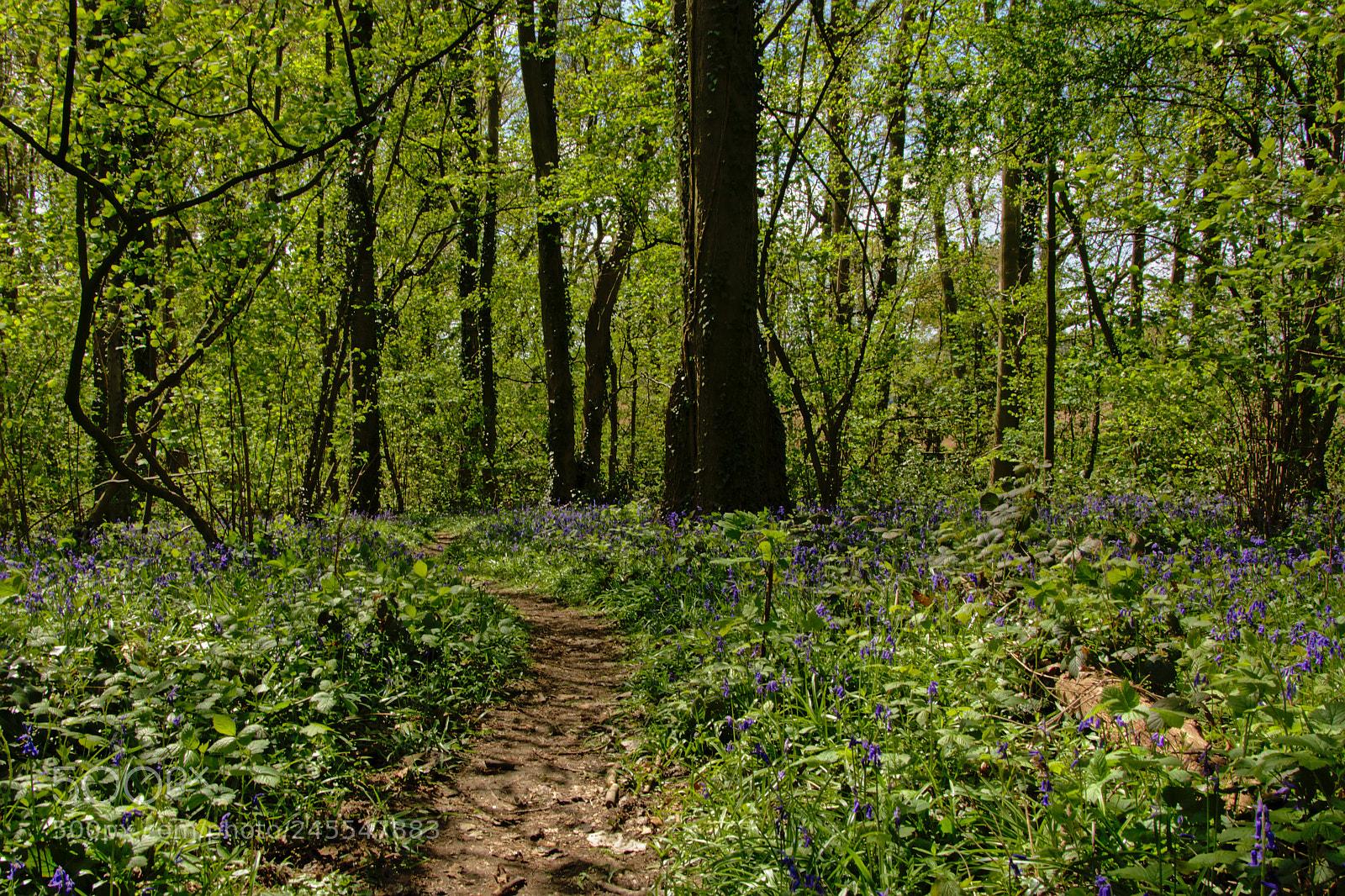 Nikon D5200 sample photo. Path throught the bluebell photography