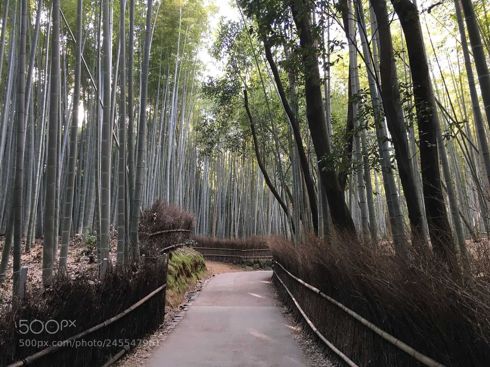 Apple iPhone 6s sample photo. Path through a bamboo photography