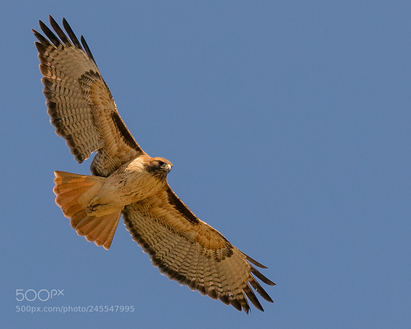 Canon EOS 7D Mark II sample photo. Red tailed hawk photography