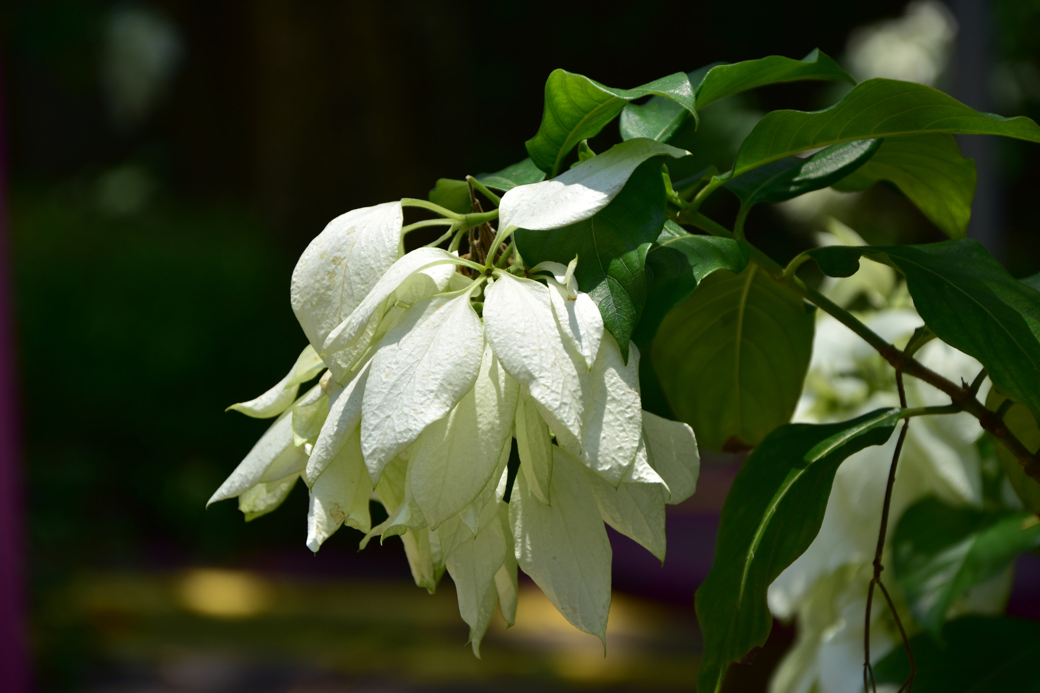Nikon D3400 sample photo. White photography