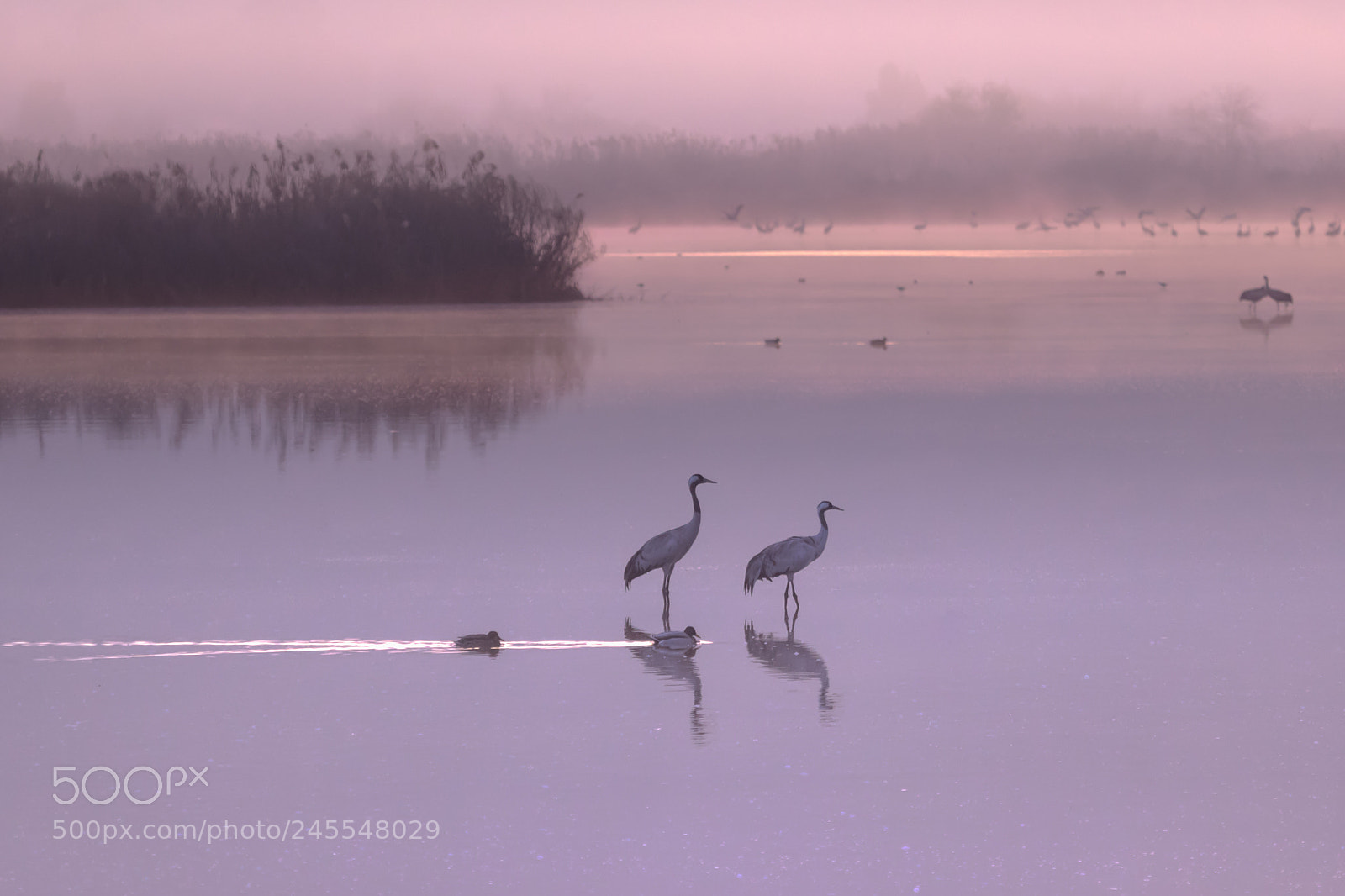 Canon EOS 7D Mark II sample photo. Violet silence... photography