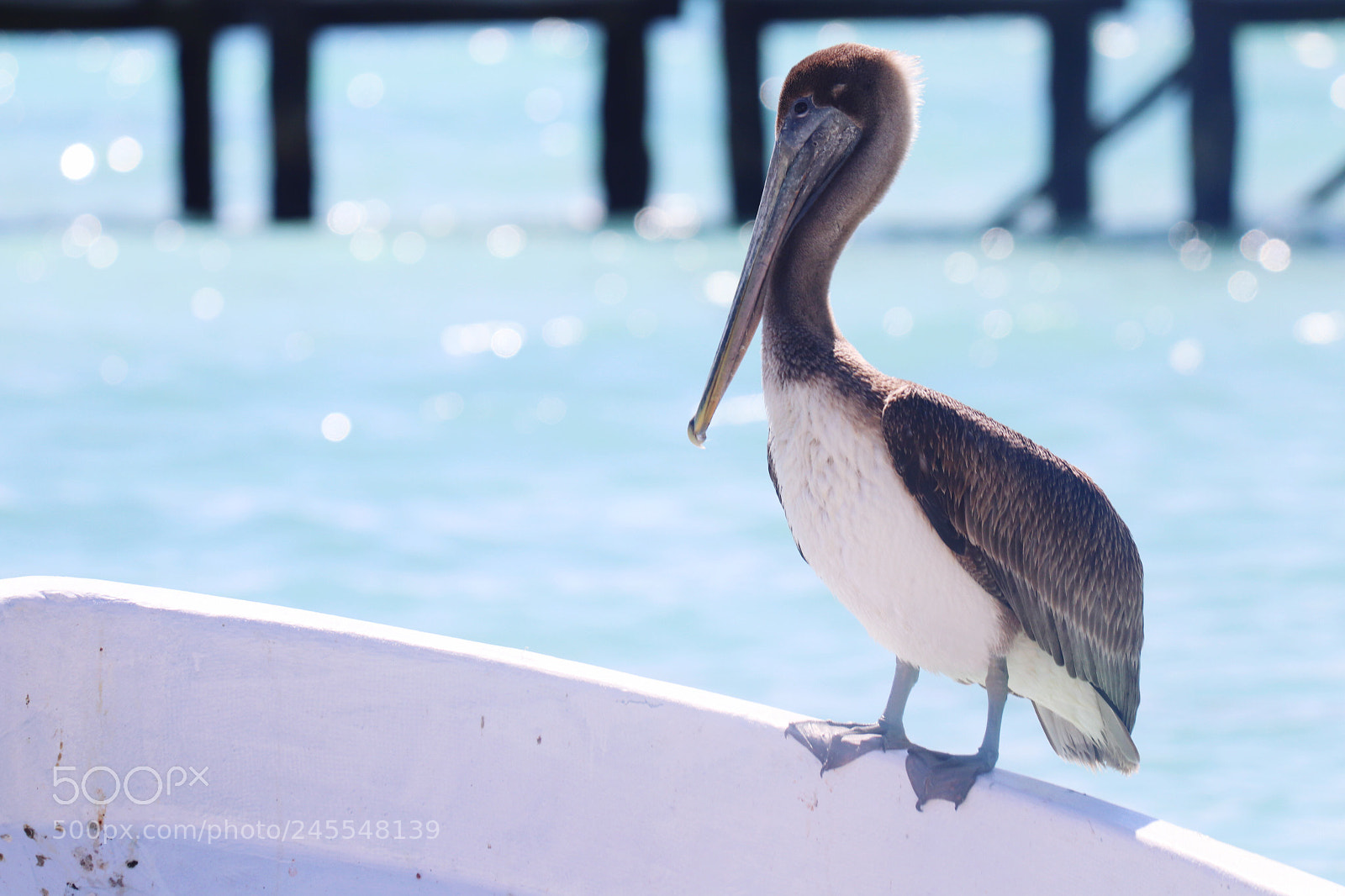 Canon EOS 800D (EOS Rebel T7i / EOS Kiss X9i) sample photo. A lone pelican. photography