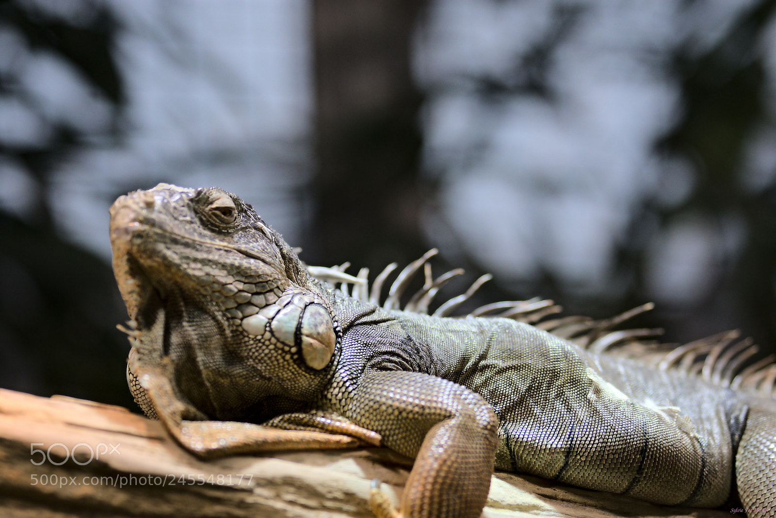 Nikon D7200 sample photo. Snooty photography