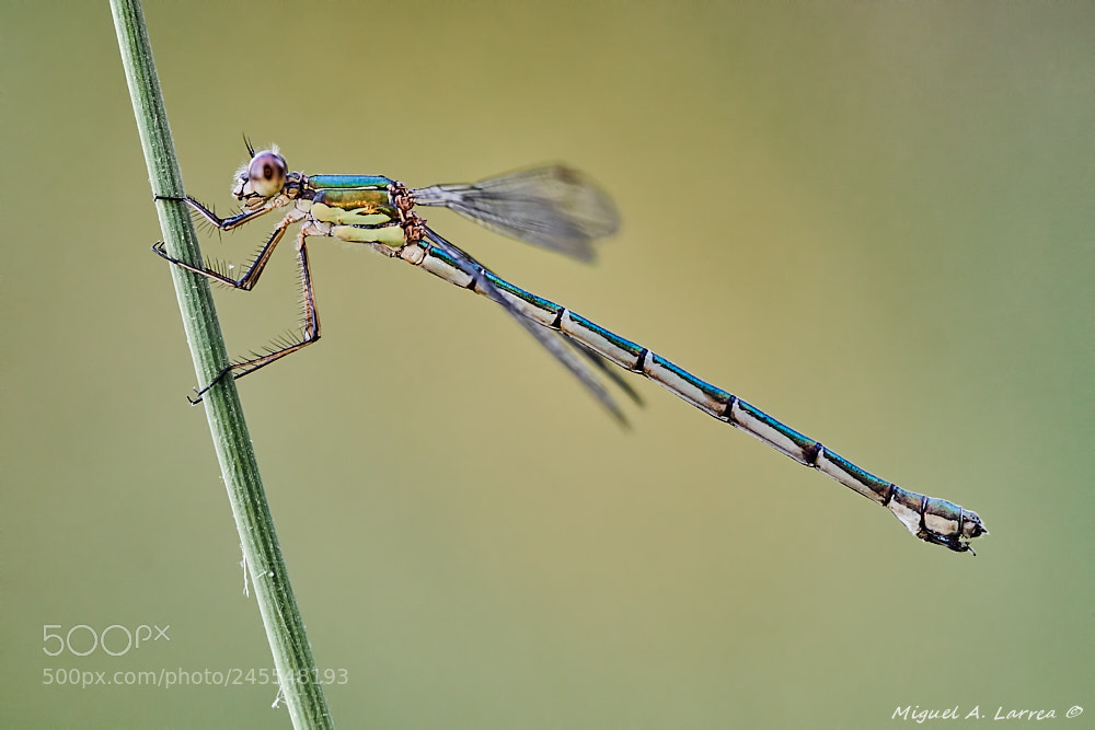 Sony ILCA-77M2 sample photo. Lestes virens photography