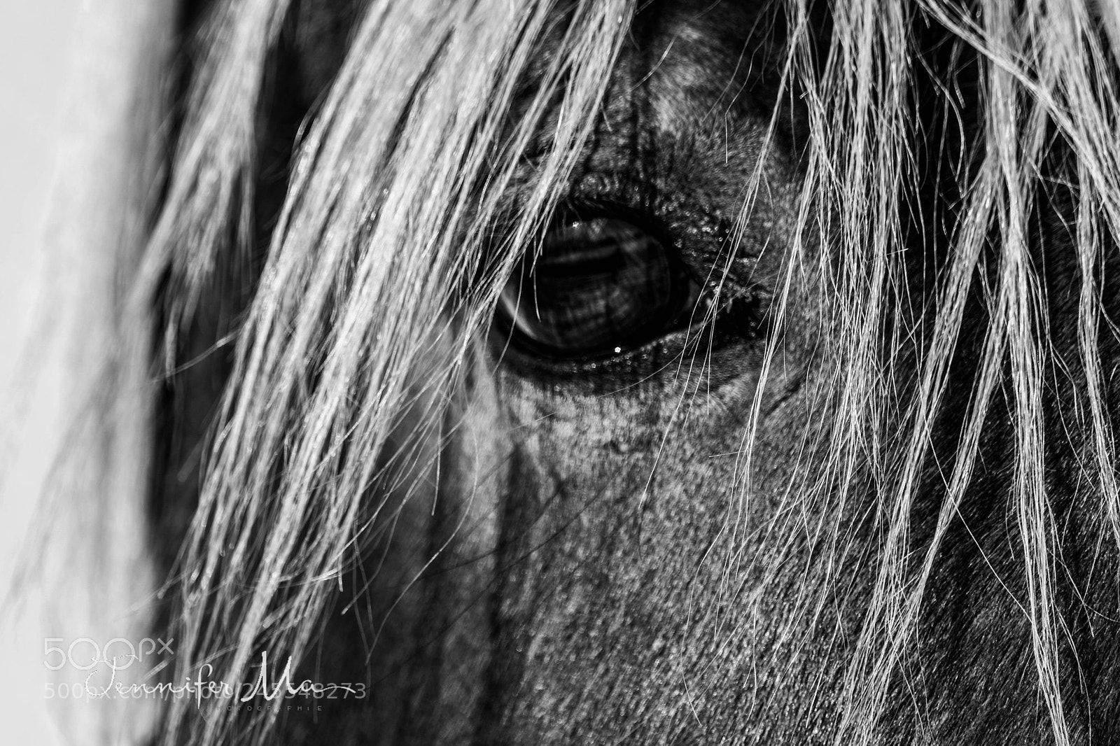 Nikon D7500 sample photo. Horse's eye photography