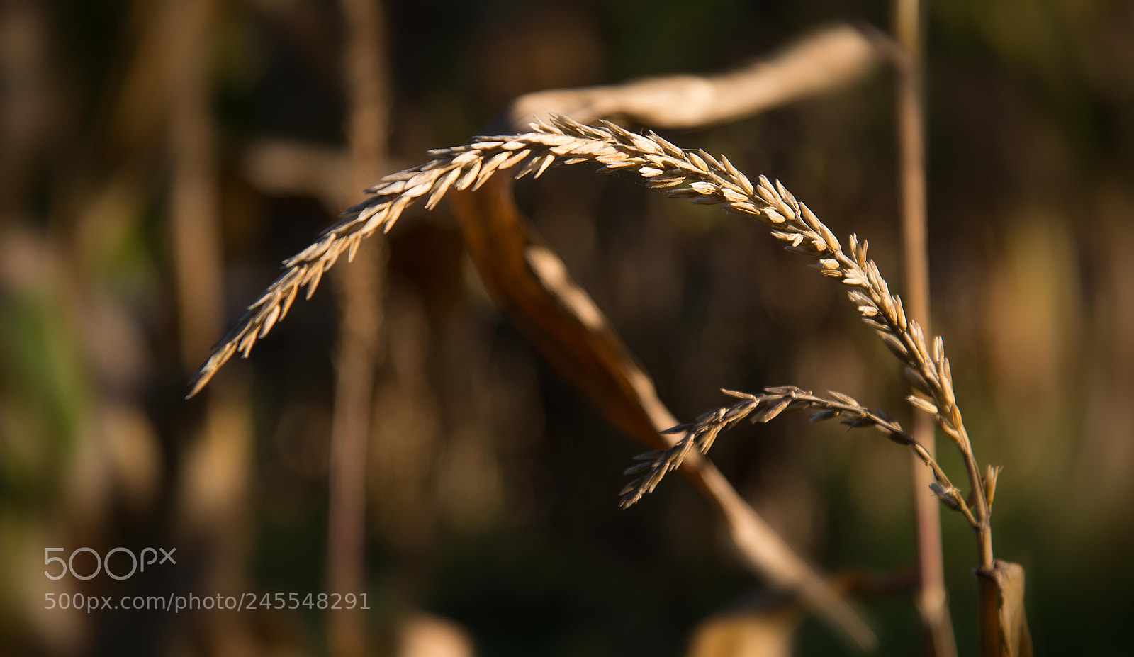 Nikon D610 sample photo. The spike. photography