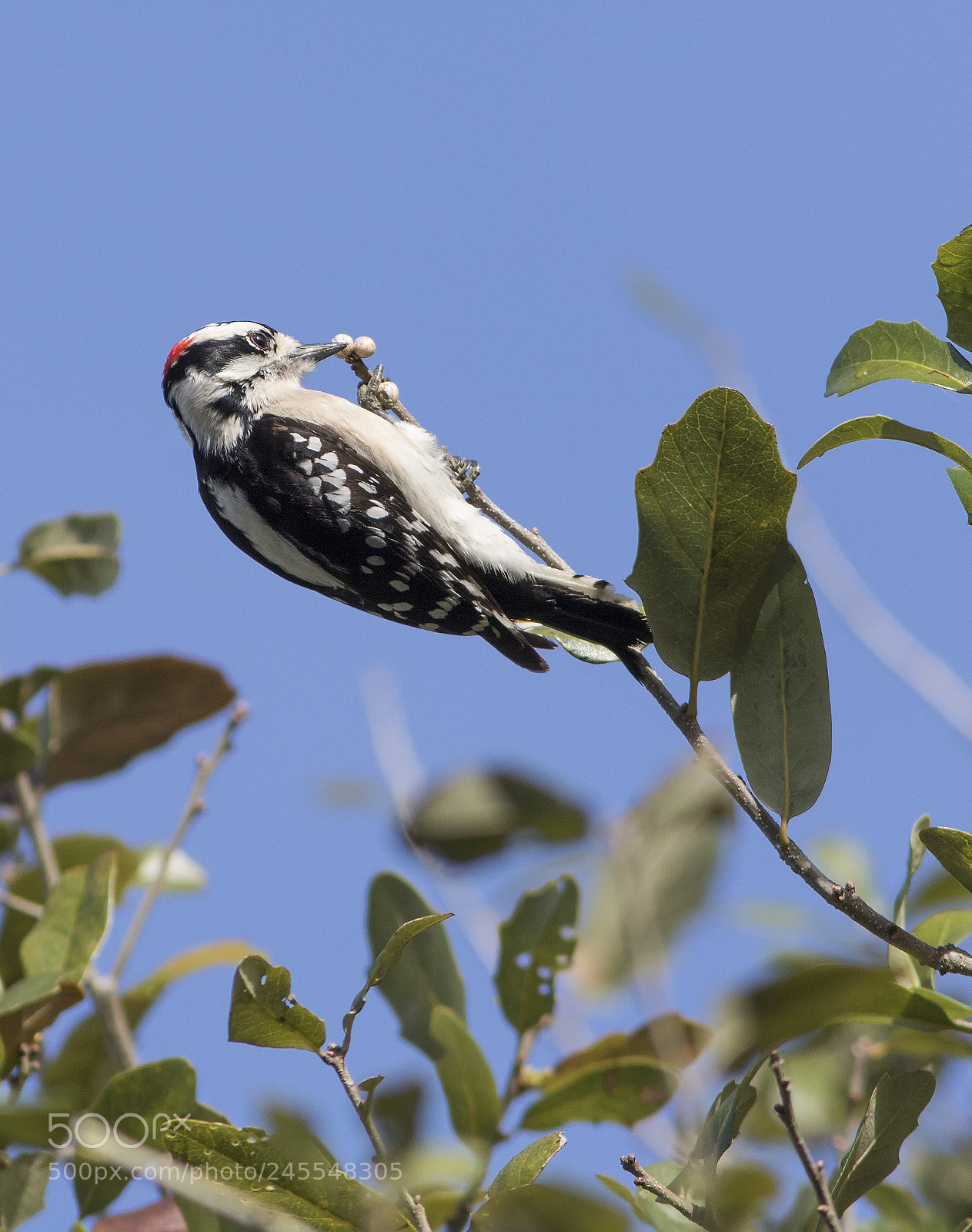 Canon EOS 7D Mark II sample photo. Downy woodpecker photography