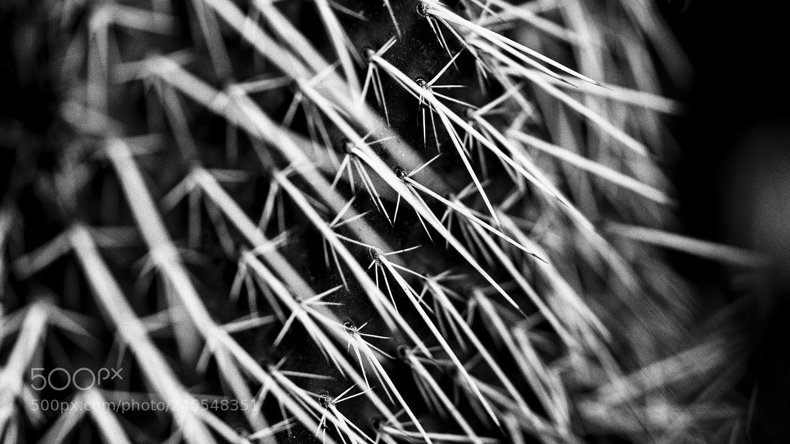 Nikon D7000 sample photo. Cactus iii photography
