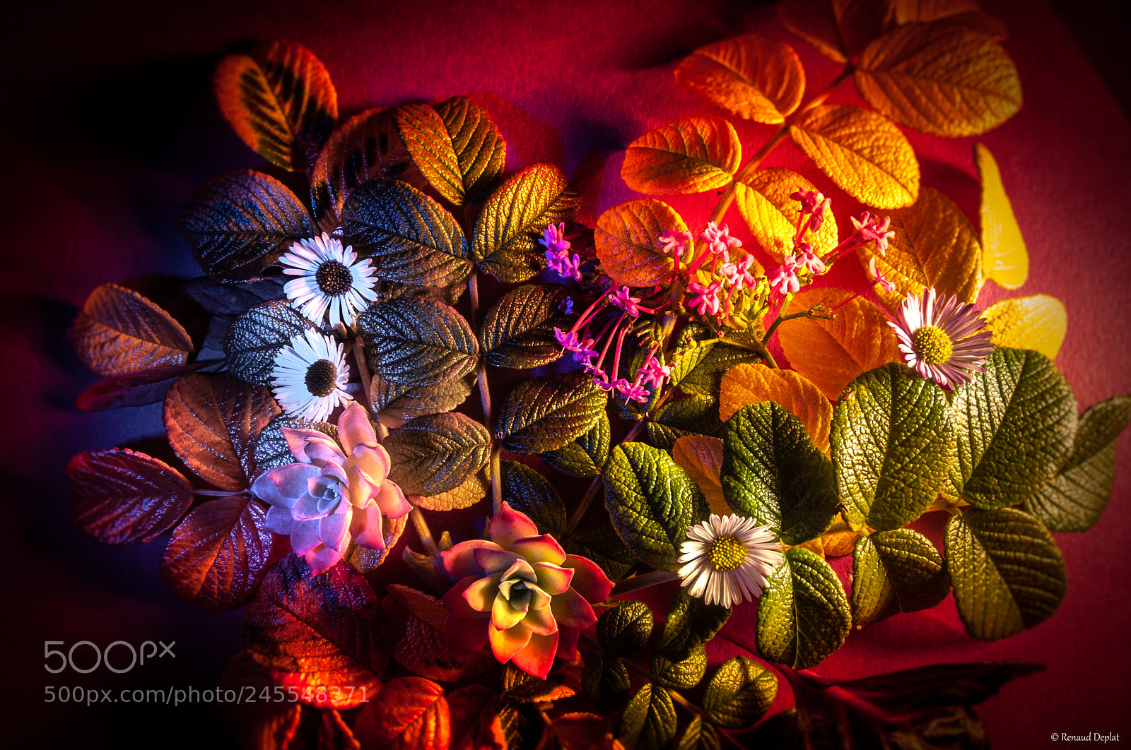 Panasonic Lumix DMC-FZ28 sample photo. Nature morte... photography