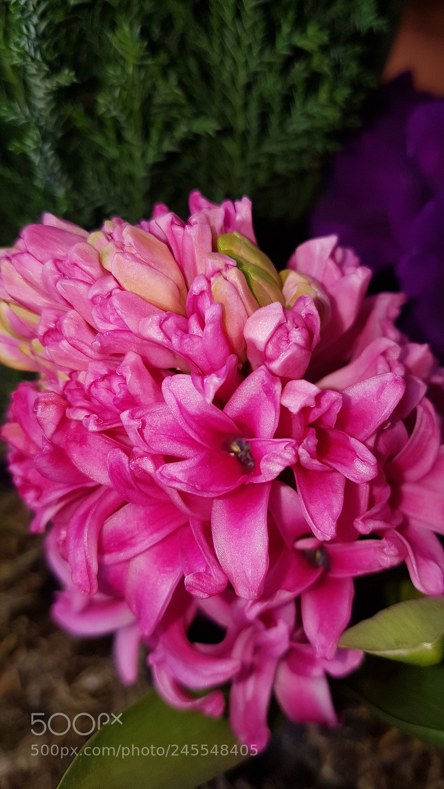 Samsung Galaxy S7 sample photo. Flower photography