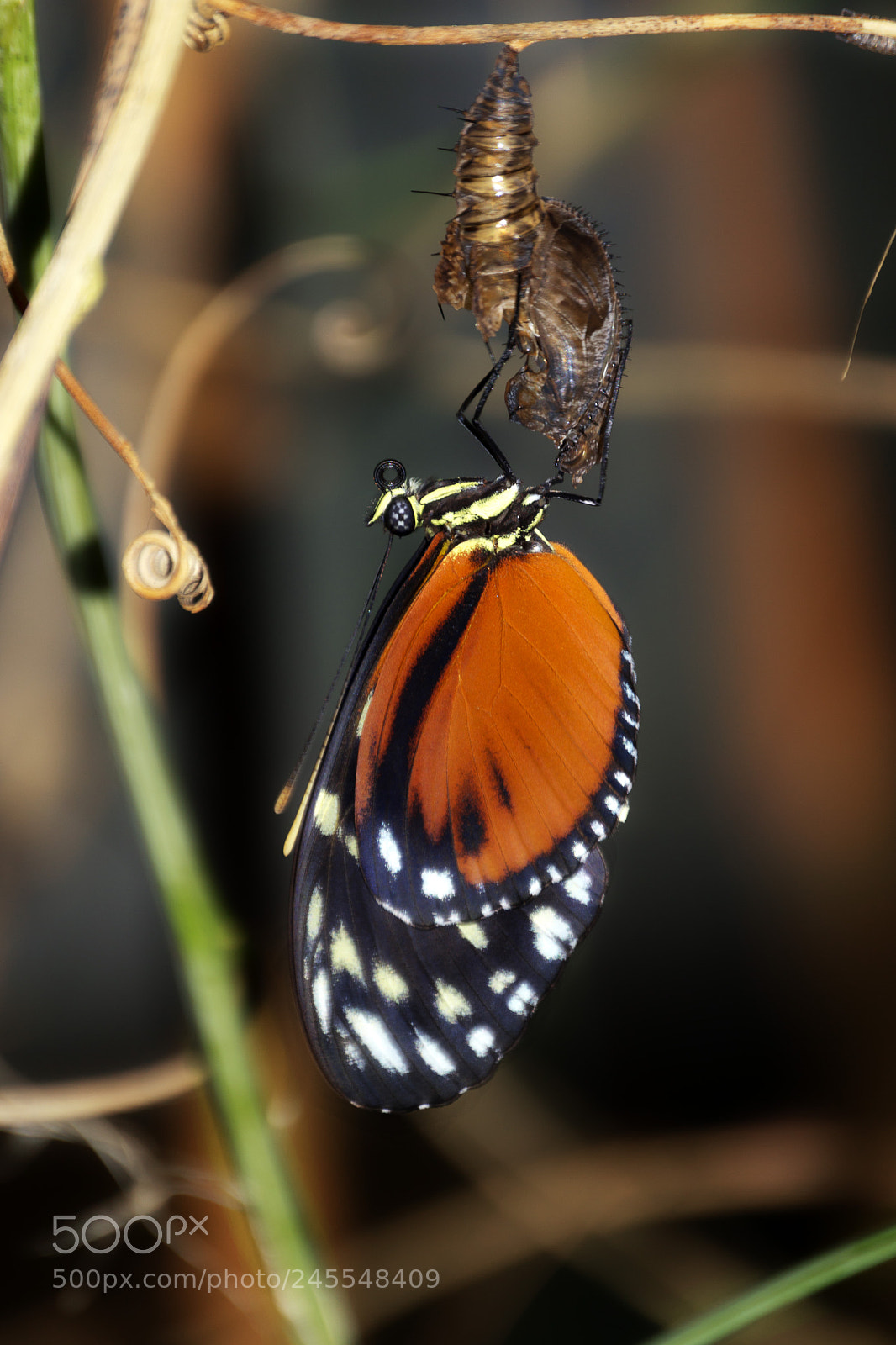 Nikon D3200 sample photo. Just emerged photography