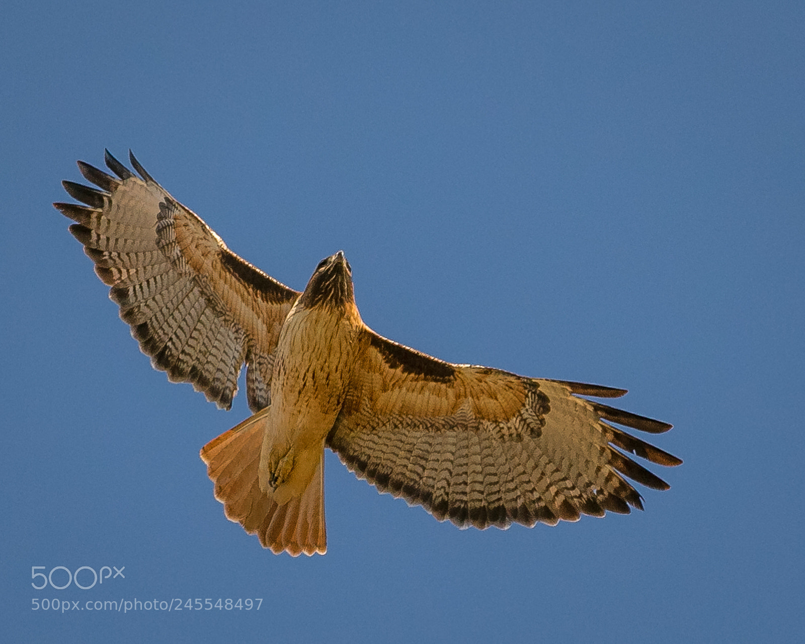 Canon EOS 7D Mark II sample photo. Red tailed hawk #2 photography