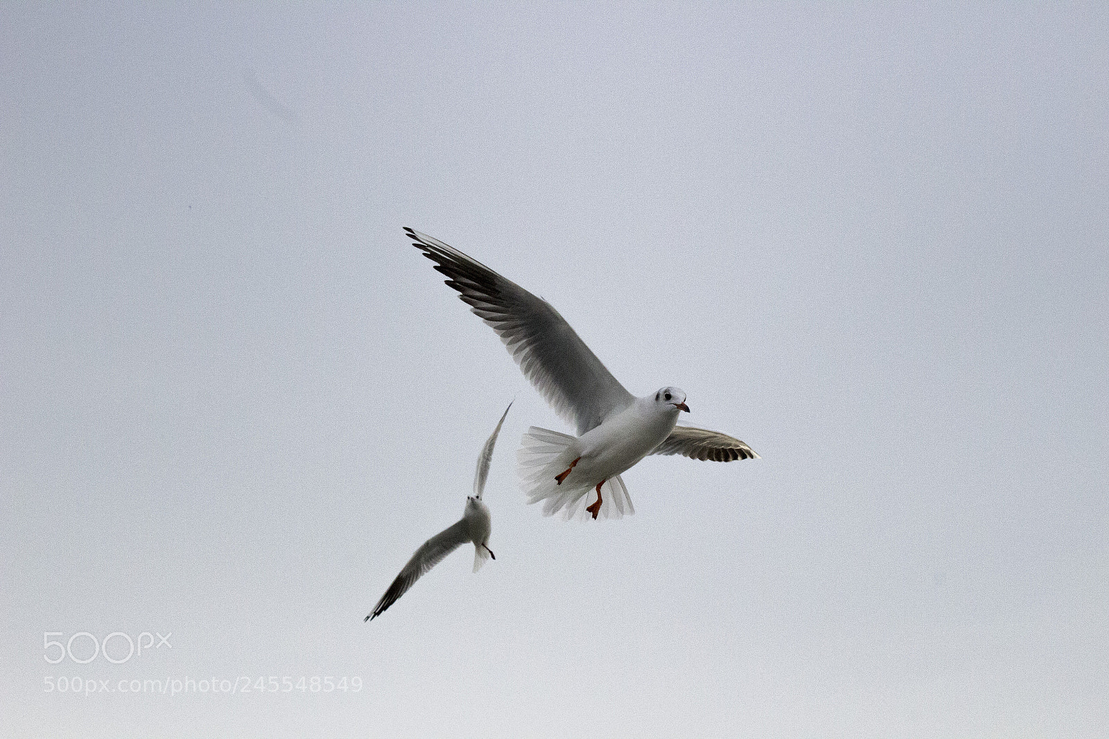 Canon EOS 100D (EOS Rebel SL1 / EOS Kiss X7) sample photo. Seagull_pigeon photography
