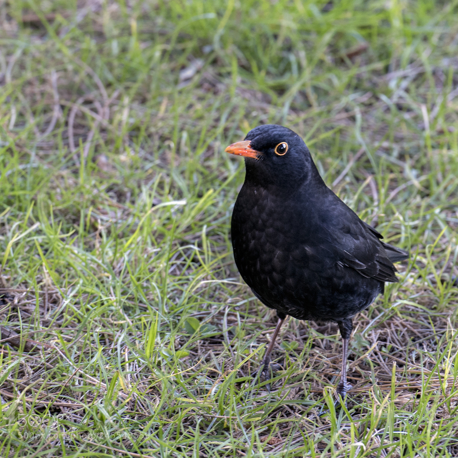 Nikon D810 sample photo. Blackbird photography
