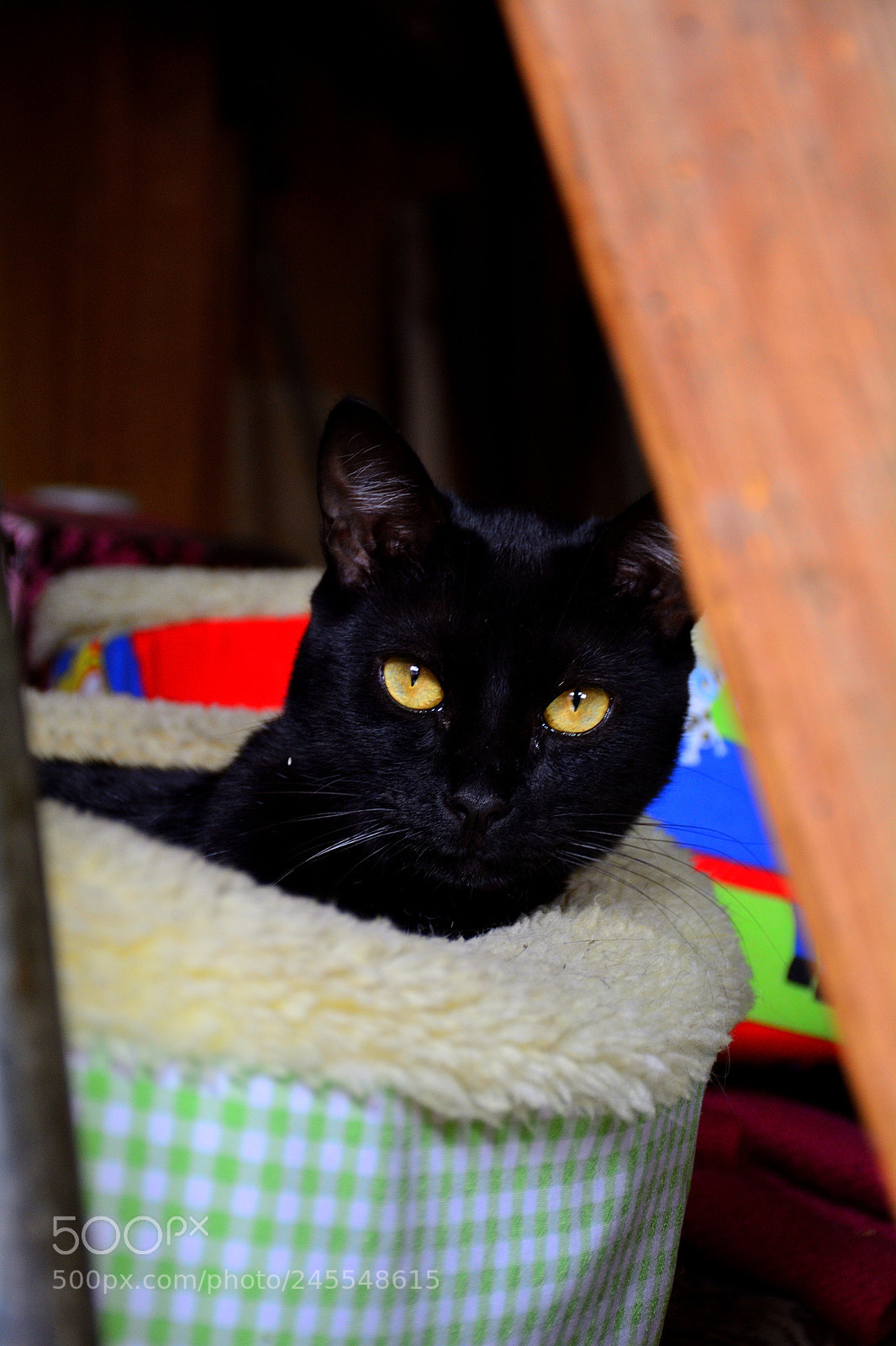 Nikon D7100 sample photo. Black cat eyes photography
