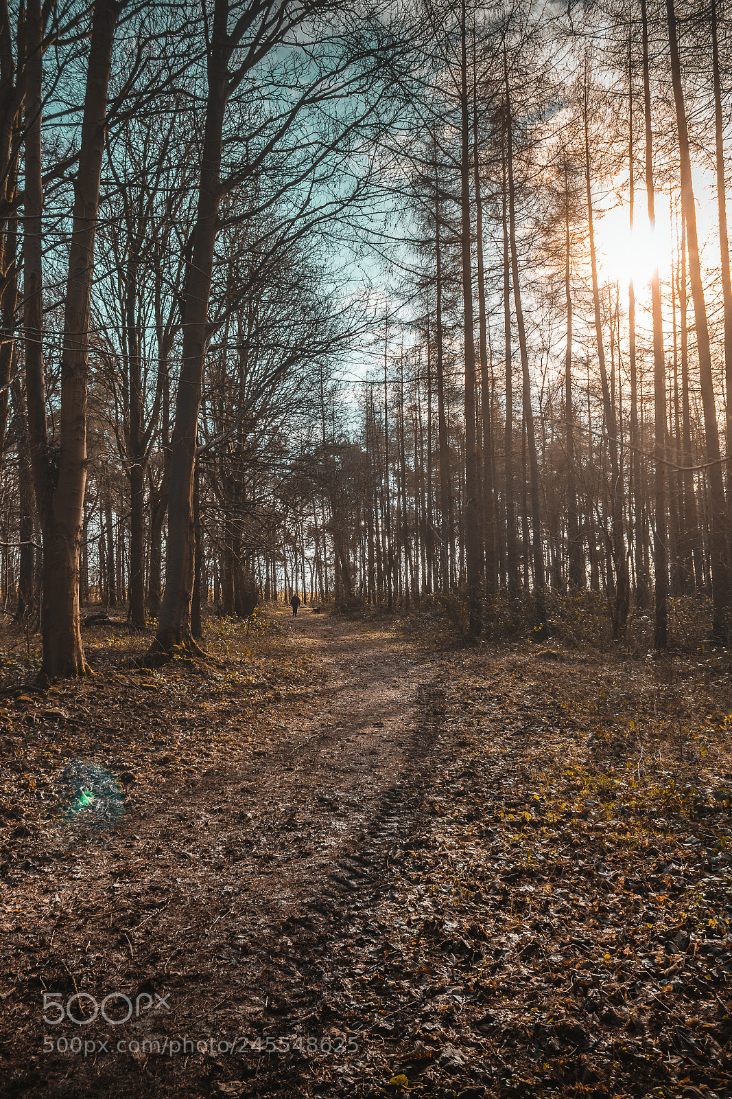 Canon EOS 60D sample photo. Woods photography