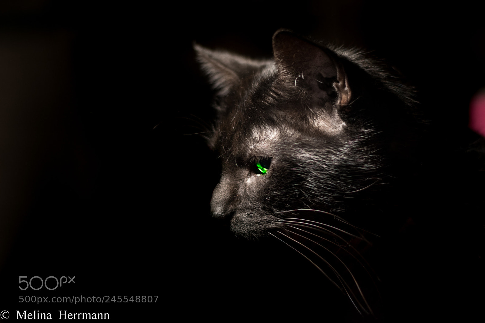 Nikon D5600 sample photo. Beauty in black photography