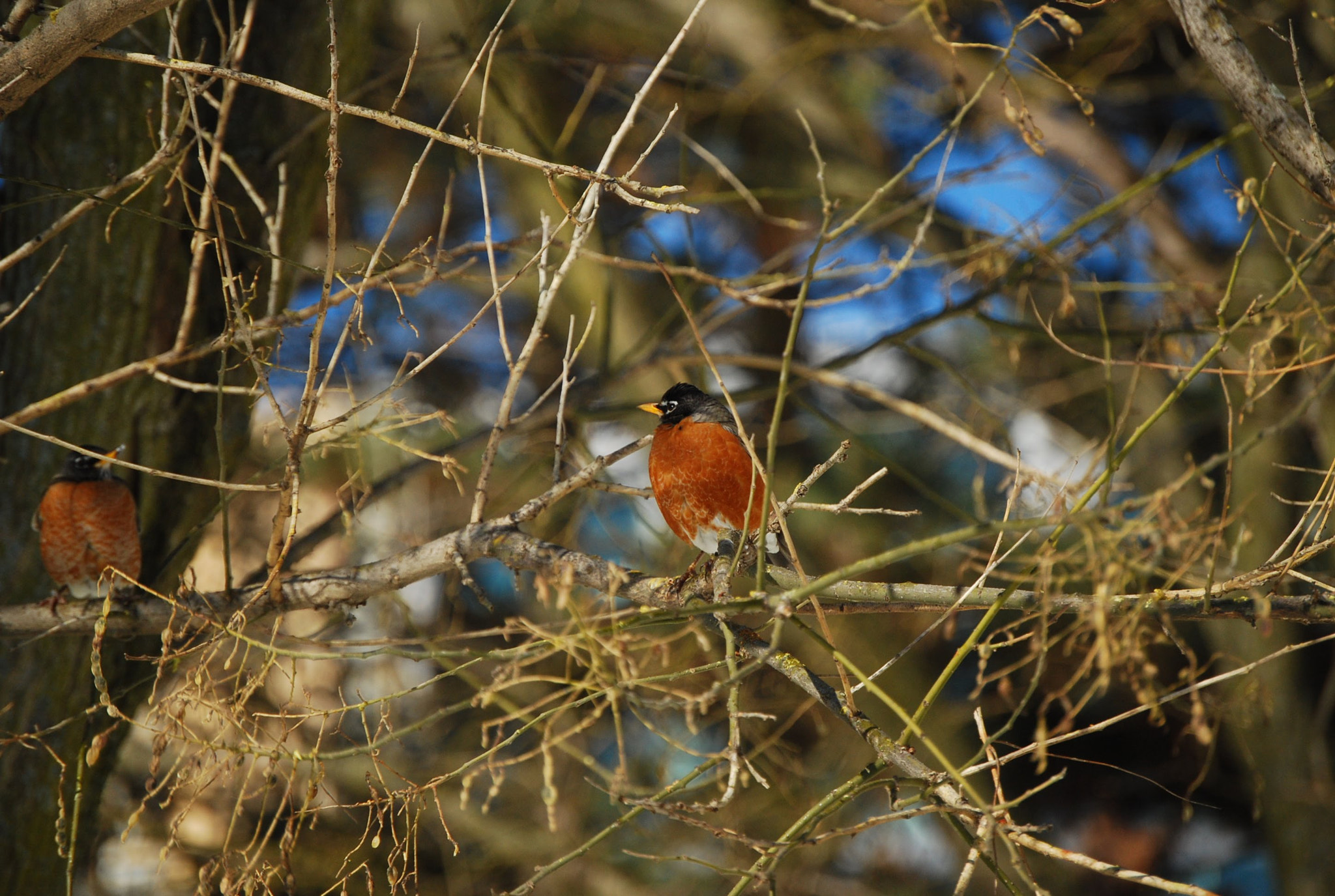 Nikon D40X sample photo. Blackheaed orange breast grosbeak photography