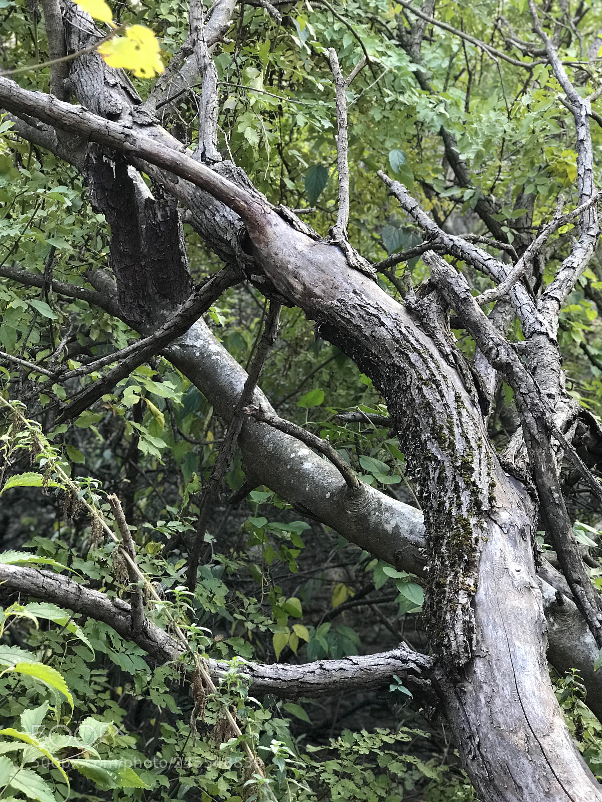 Apple iPhone 7 Plus sample photo. Branches photography