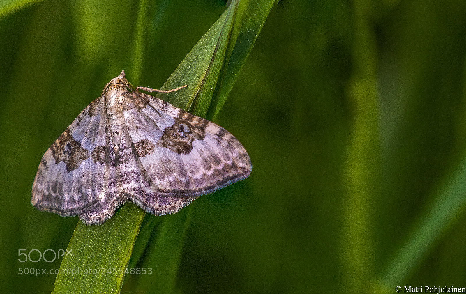 Canon EOS 7D Mark II sample photo. Moth photography
