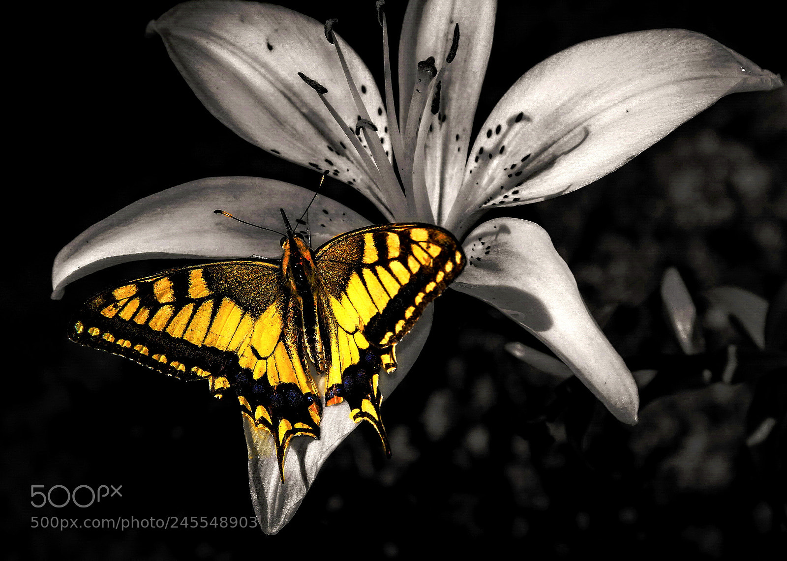 Canon EOS 60D sample photo. Yellow photography