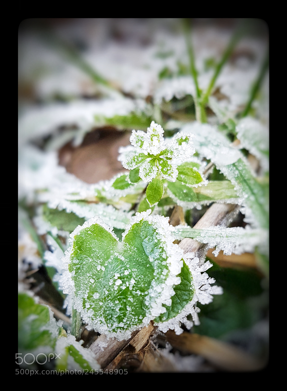 Samsung Galaxy S7 sample photo. Frost photography