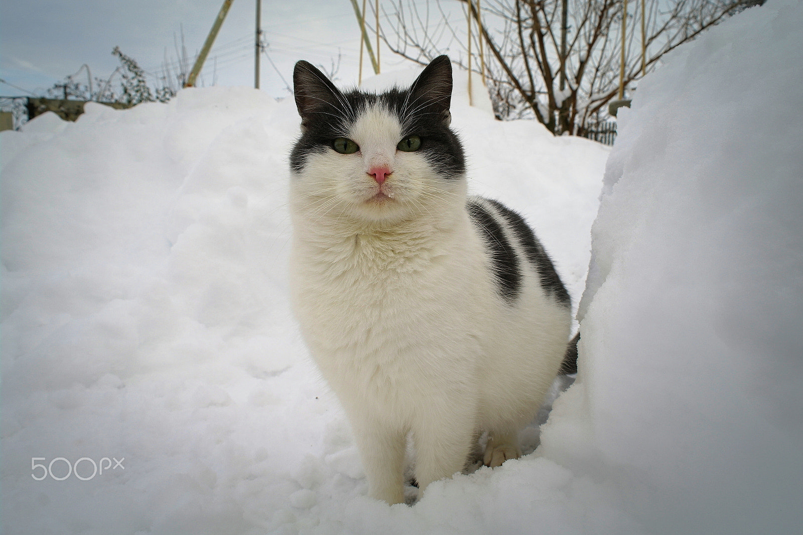 Samsung NX5 sample photo. Cat and snow photography