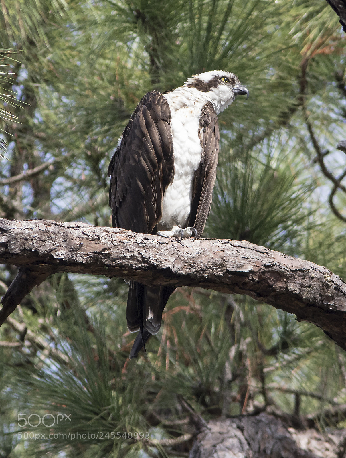 Canon EOS 7D Mark II sample photo. Osprey perched photography