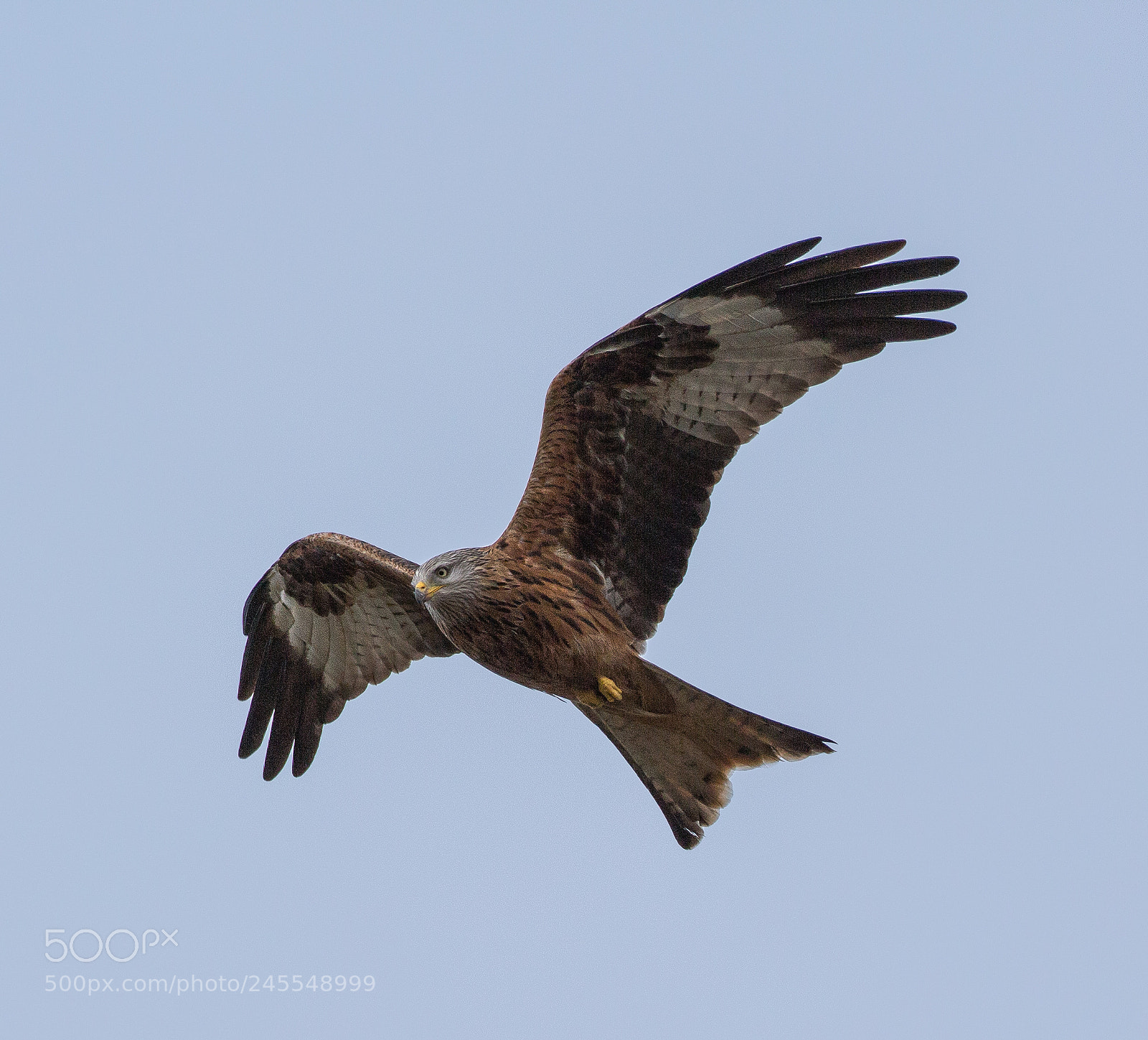Canon EOS 700D (EOS Rebel T5i / EOS Kiss X7i) sample photo. Redkite photography