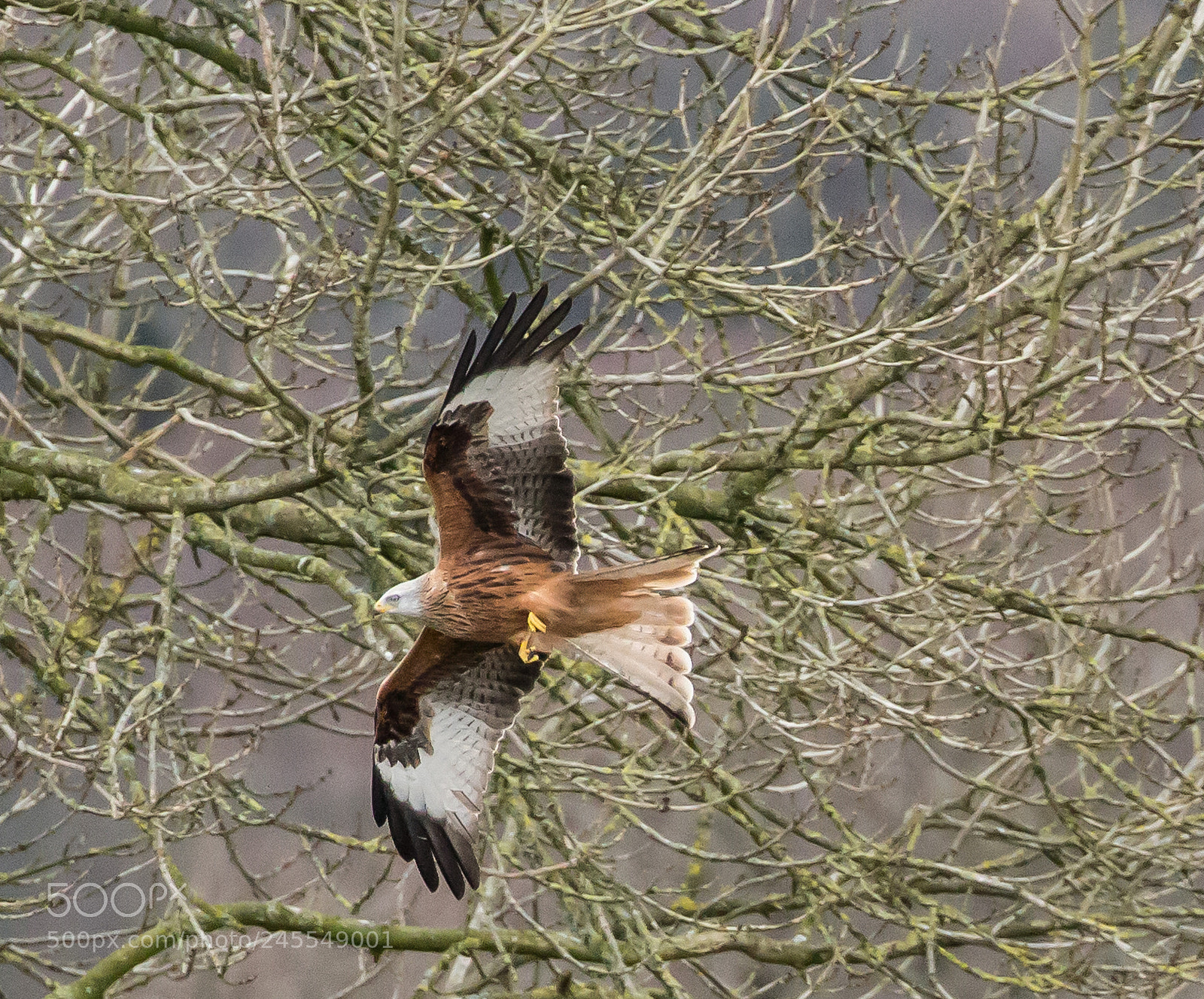 Canon EOS 700D (EOS Rebel T5i / EOS Kiss X7i) sample photo. Redkite photography