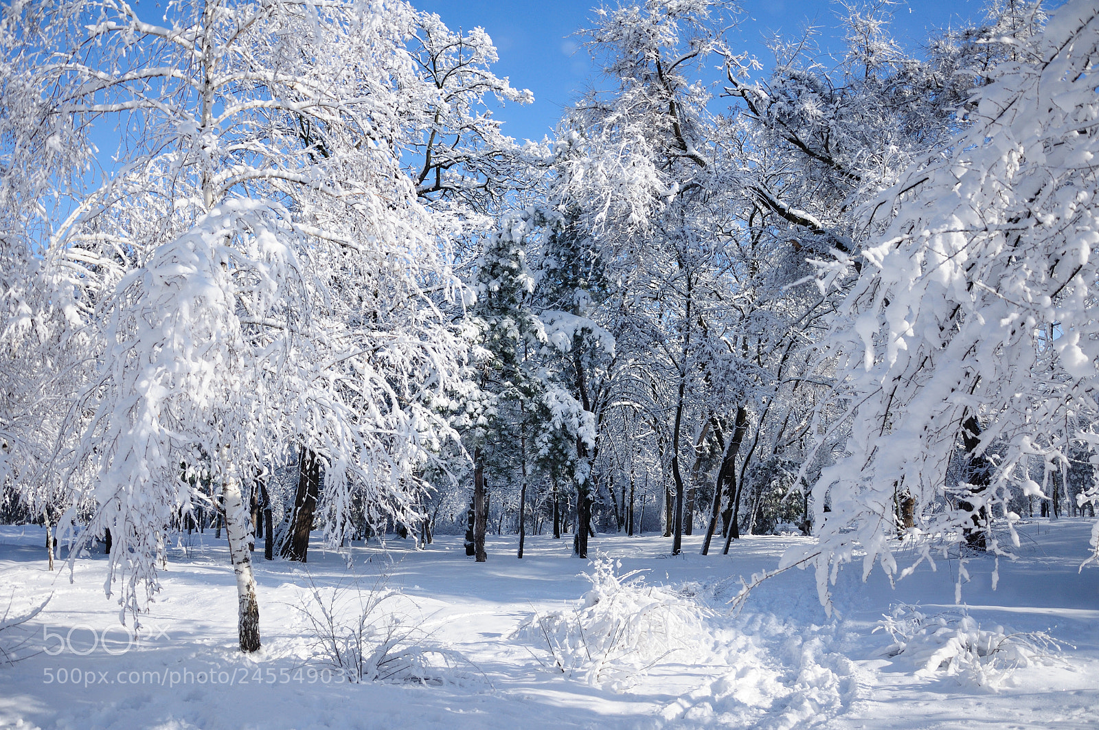 Nikon D90 sample photo. Winter photography