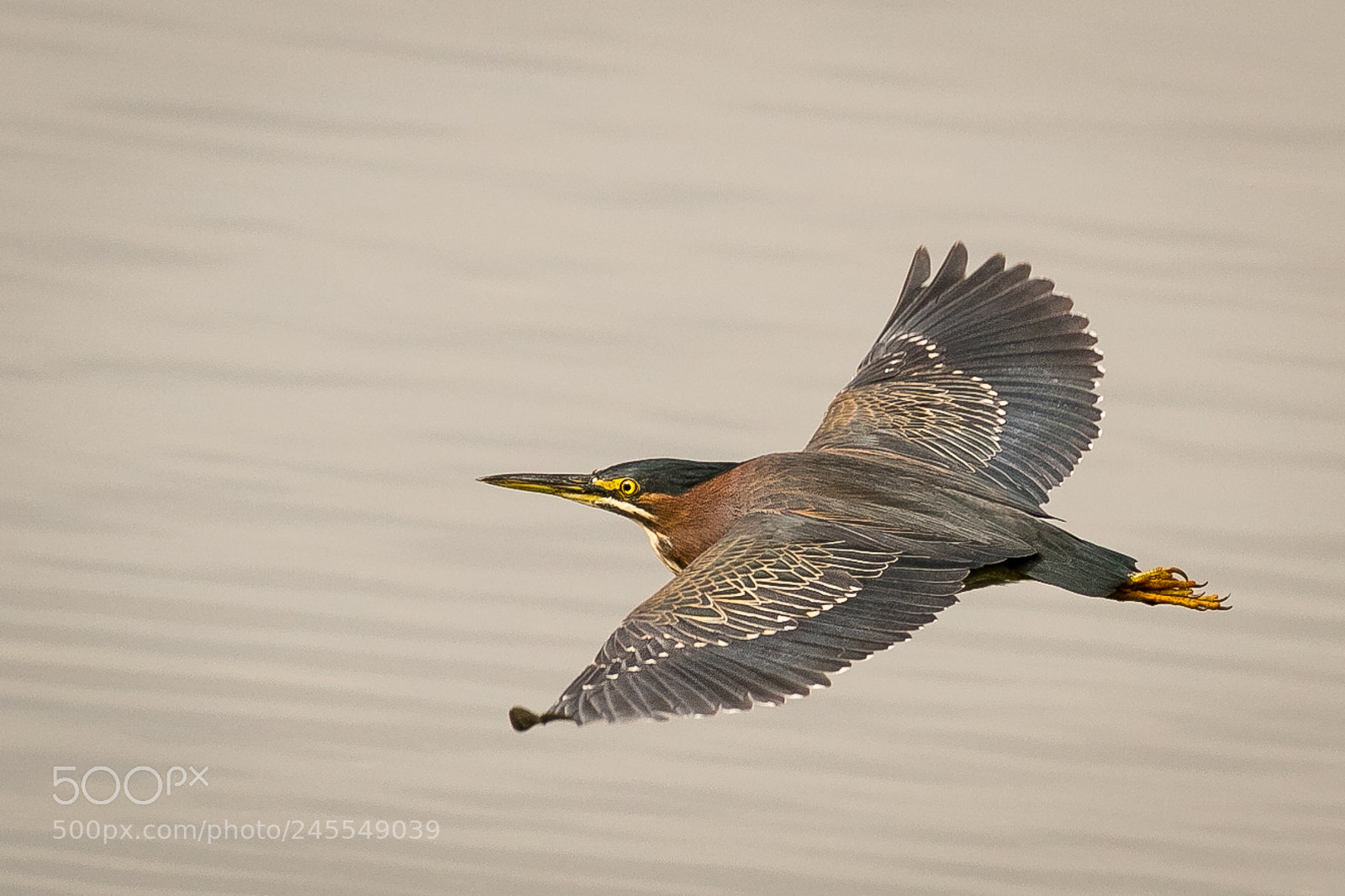 Canon EOS 7D Mark II sample photo. Green heron in flight photography
