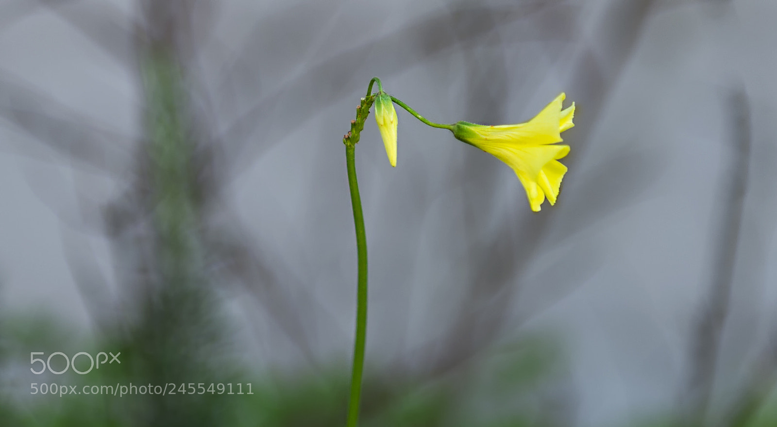 Nikon Df sample photo. Grammophone! photography