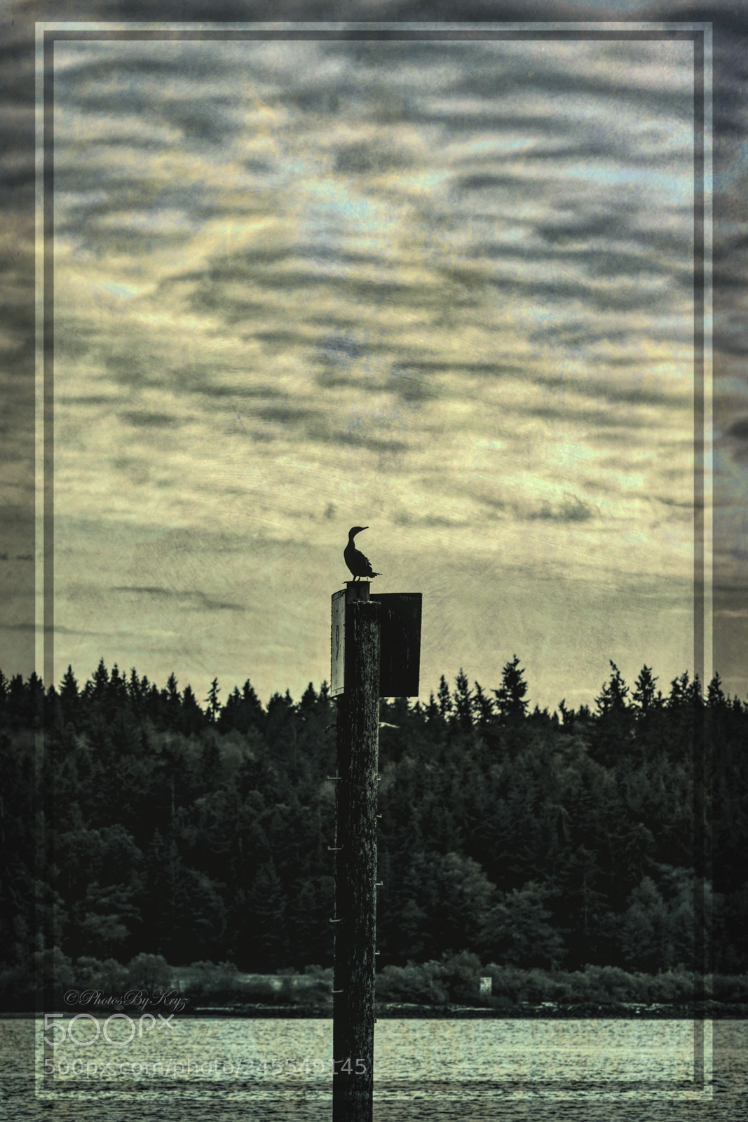 Canon EOS 5DS sample photo. Bird on a pole photography