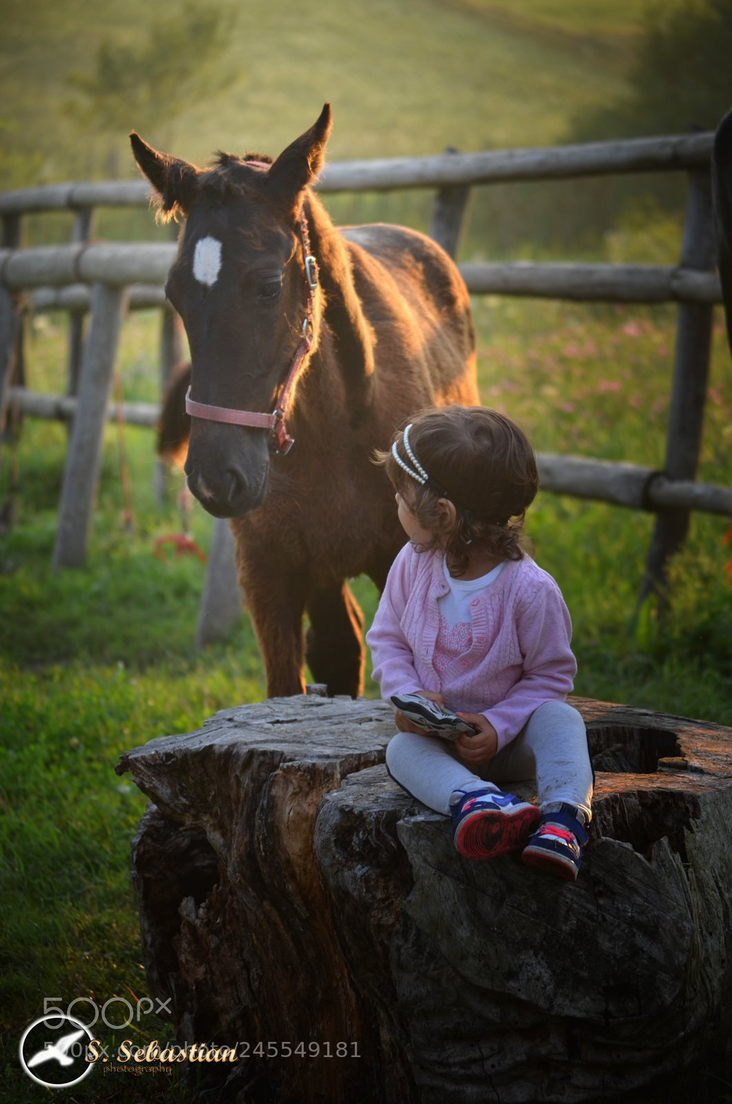 Nikon D5100 sample photo. Golden light photography