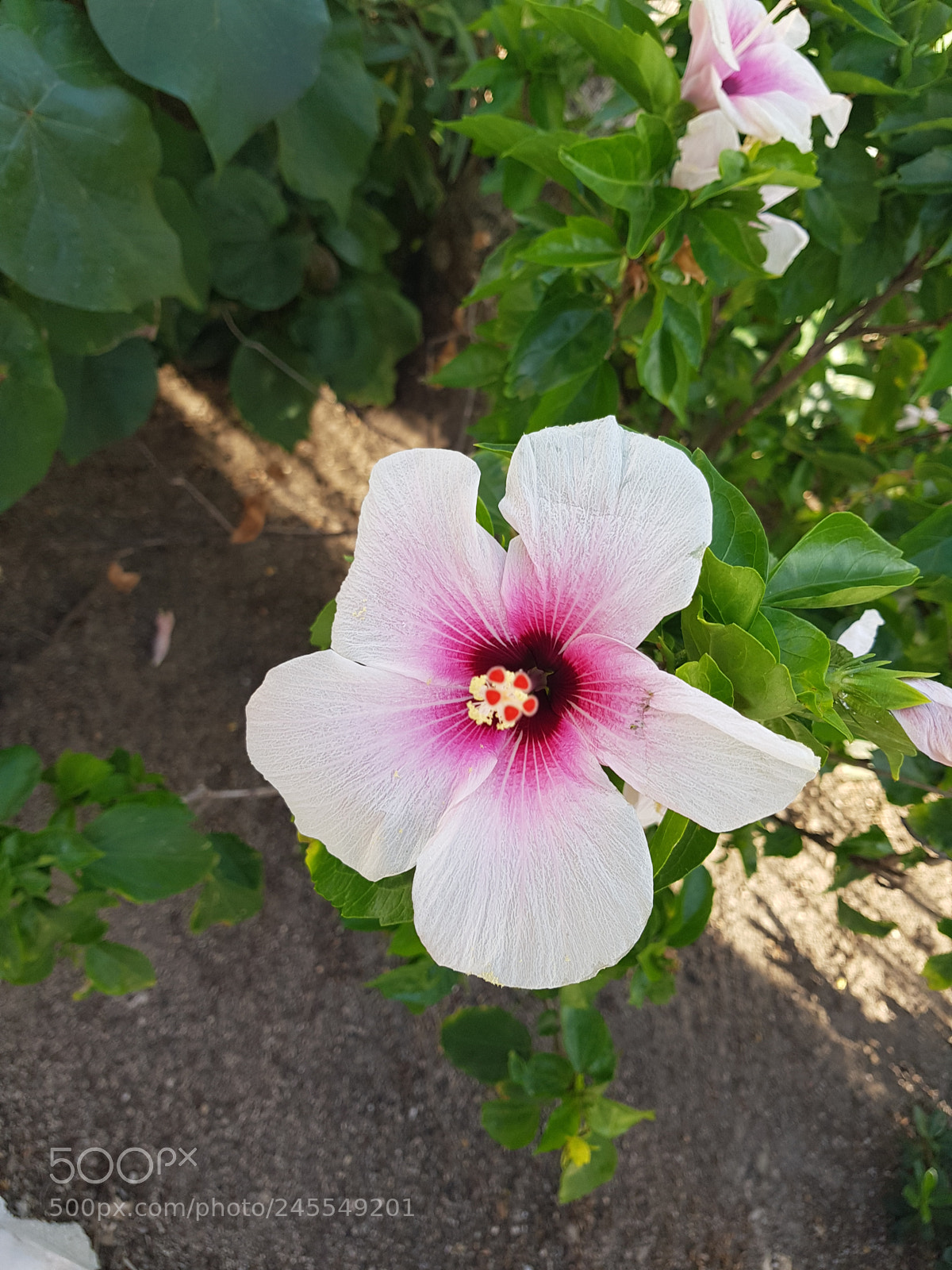 Samsung Galaxy S8 sample photo. Untitled photography