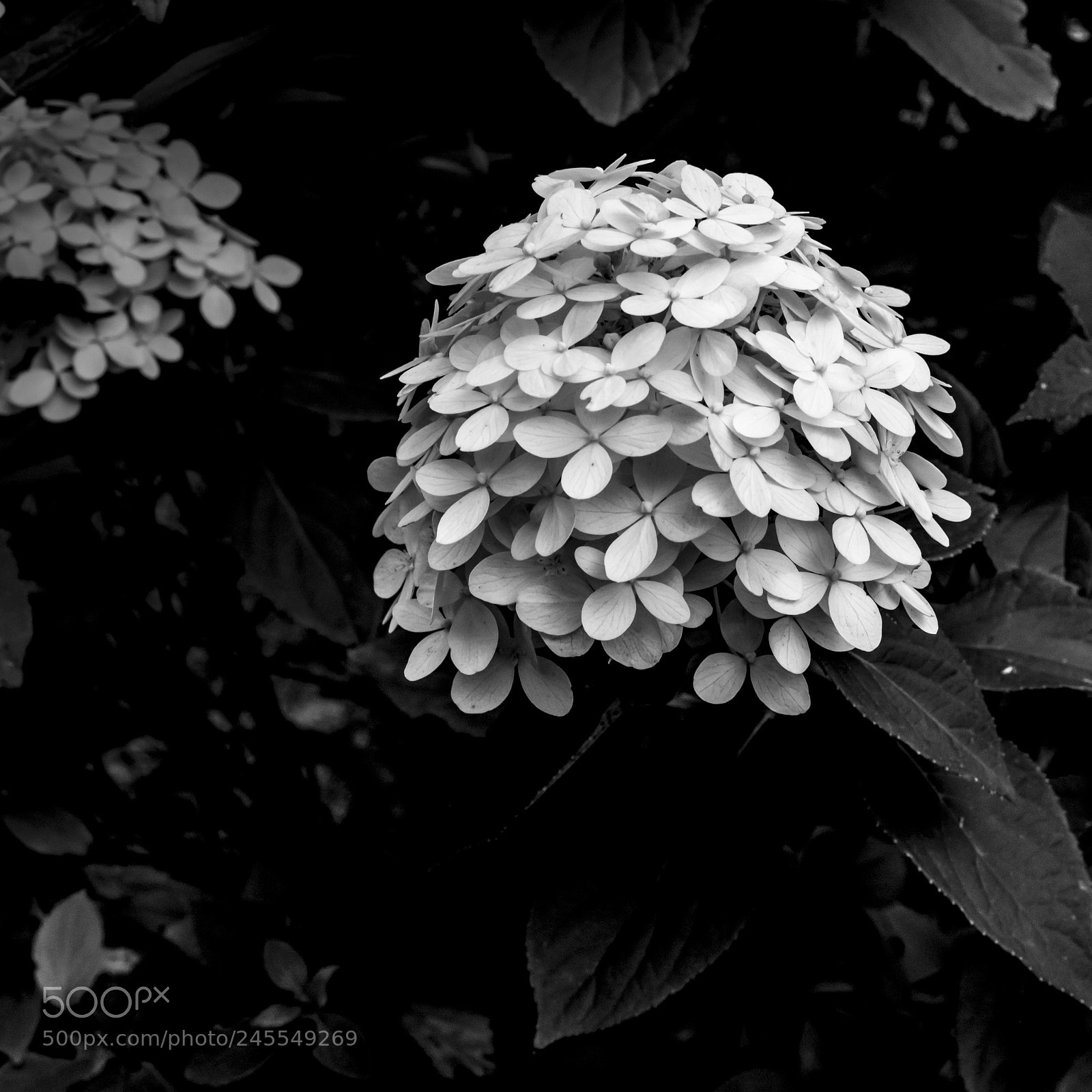 Nikon D800 sample photo. Echo photography