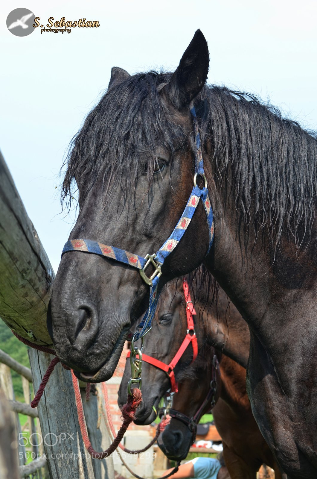 Nikon D5100 sample photo. Black horse photography