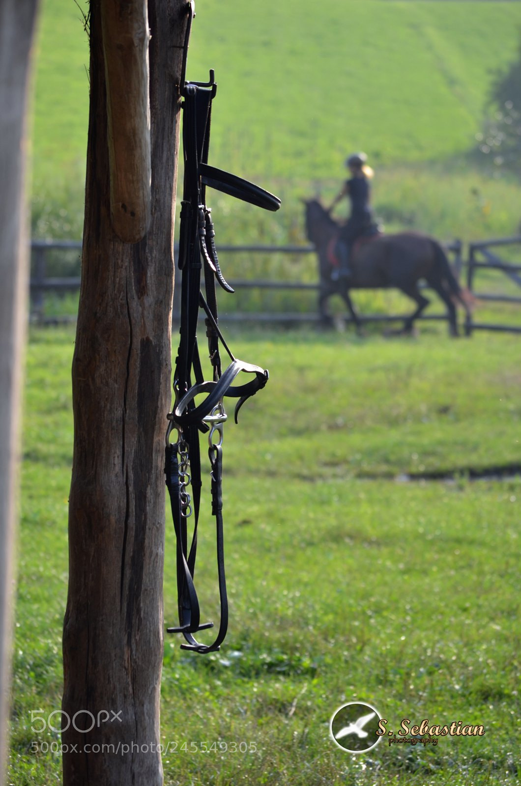 Nikon D5100 sample photo. Rein photography