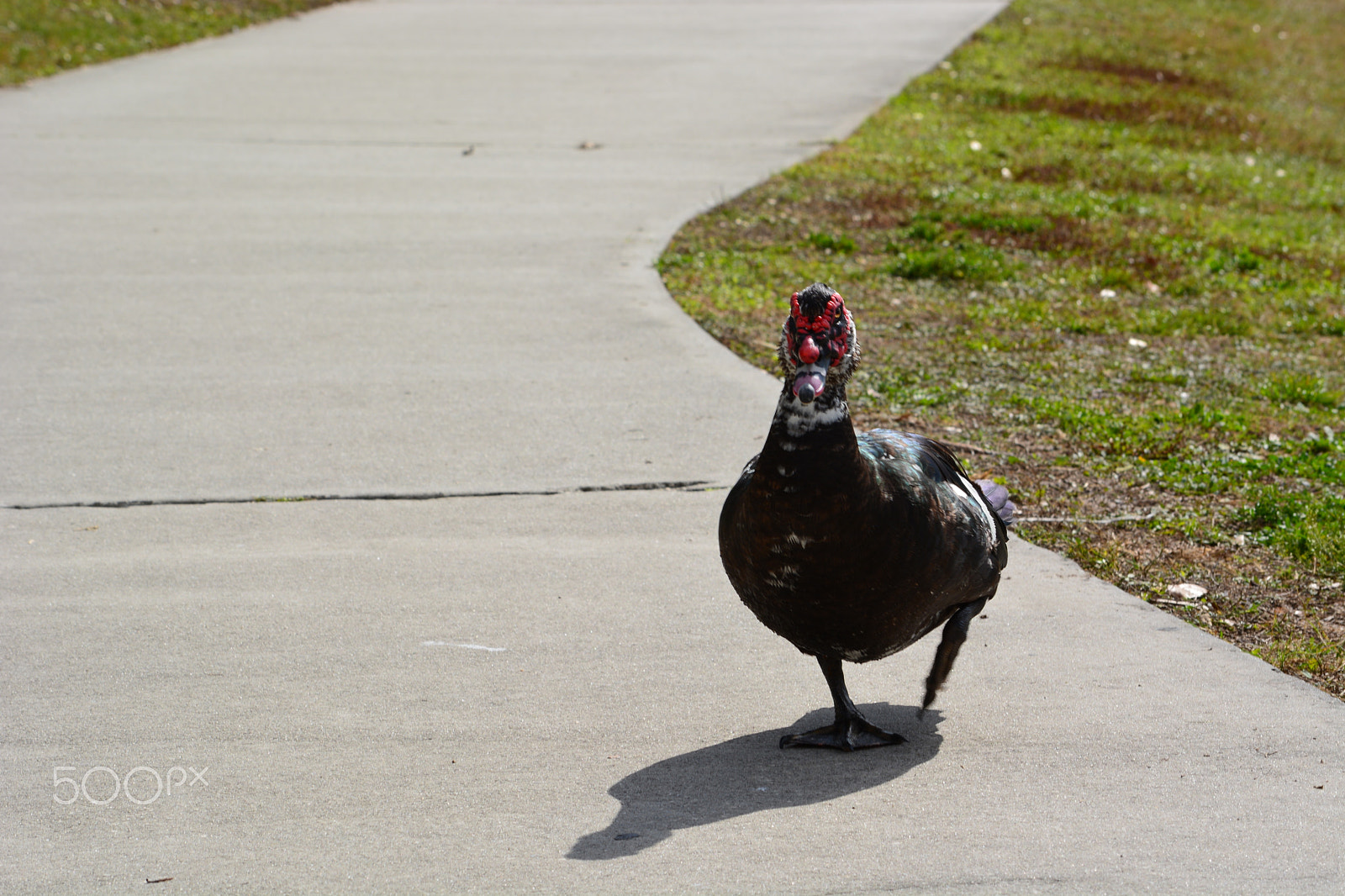 Nikon D5200 sample photo. 40141883972.jpg photography