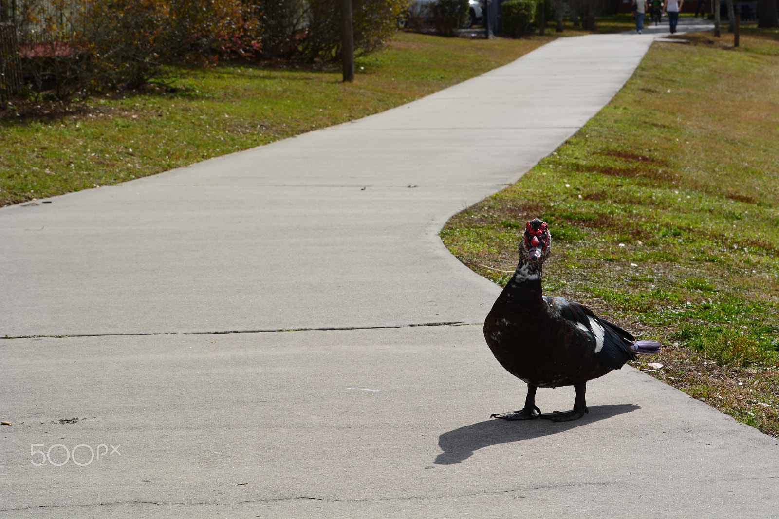 Nikon D5200 sample photo. 40141882022.jpg photography