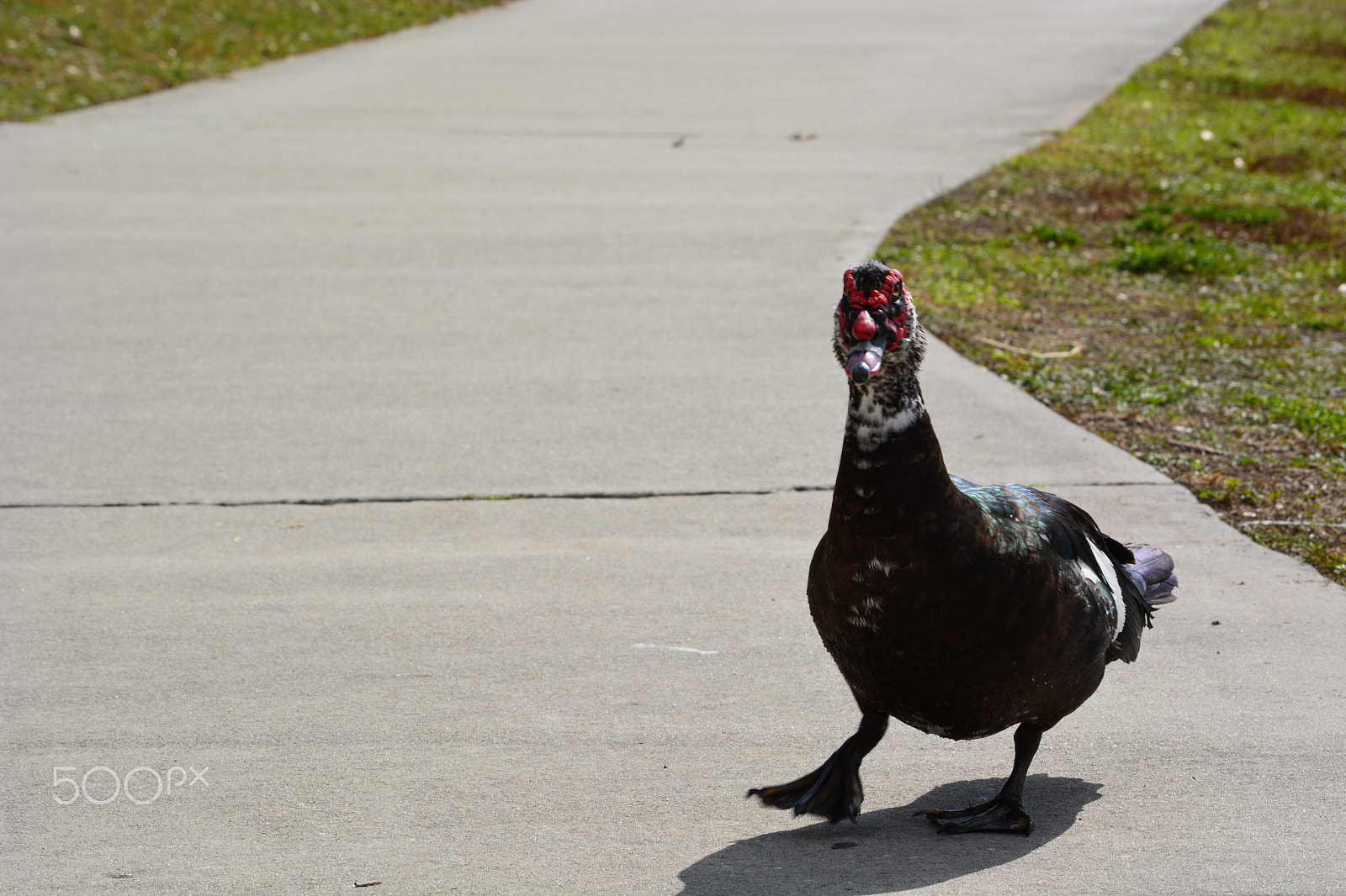 Nikon D5200 sample photo. 39463478774.jpg photography